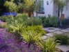 The strong contrast between the purple lavenders and the yellow phormium stands up to the intense California sunlight. White lavenders and the lacy palm fronds soften the view for a pleasing overall effect.