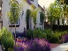 Hedges of purple and white spanish lavenders divide the garden into rooms. Six Queen Palms were planted in a grid and will provide a lush canopy in several years.