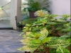 Colorful yellow Bloodleaf plants and Aeonium 'Sunburst' adorn the front entry. With foliage like these, a garden does not need ephemeral flowers to look good.