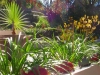This curved plant bed outside the owner's study hosts a row of everblooming 'Yellow Gem' Kangaroo Paws. The palm on the left is a hardy blue Bismarck Palm from Madagascar, just becoming more available in Northern California.