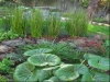 Another happy Farfugium japonicum 'Gigantea' is doing its thing in the front yard. Looking closely, one can see several more behind the jade table and stools in the background.