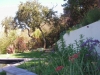 Sea lavender, variegated Fortnight lily, and Lion's Tail fill the front bed with color. A rare red Firebird New Zealand Flax balances the wonderfully twisting trunks of a native Coast Live Oak in the background.