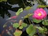 The graceful upright leaves and blooms of water lotus add vertical interest to the pond.  The shadows and reflections of surrounding plants on the water surface make the pond  appear larger.