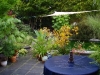 This is the view of the garden from the patio door.  Layers of plants loaded with various textures and forms are anchored down by the negative spaces of the patio floor and the pond water surface. It is hard to see where the garden really ends.