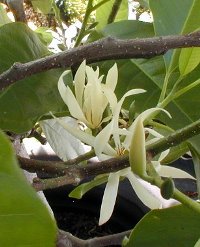 Fragrant Tree